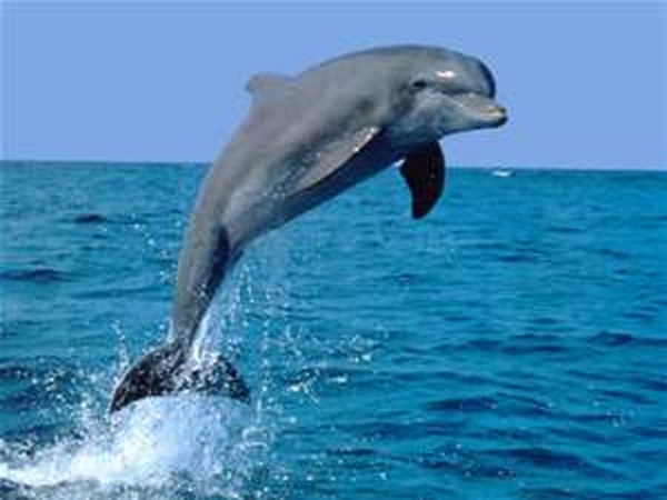SWIM WITH DOLPHINS - Bucket List Ideas