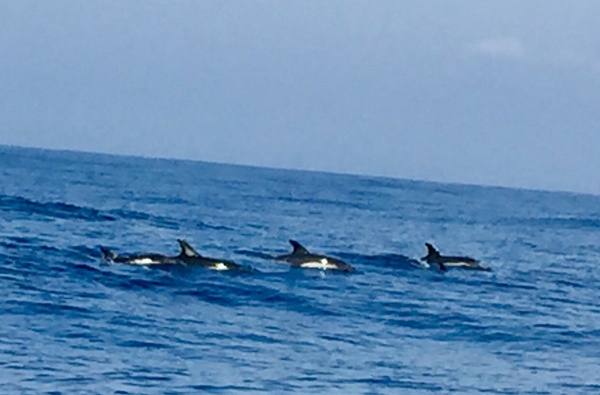 See dolphins in the wild - Bucket List Ideas