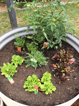 Grow my own vegetables - Bucket List Ideas