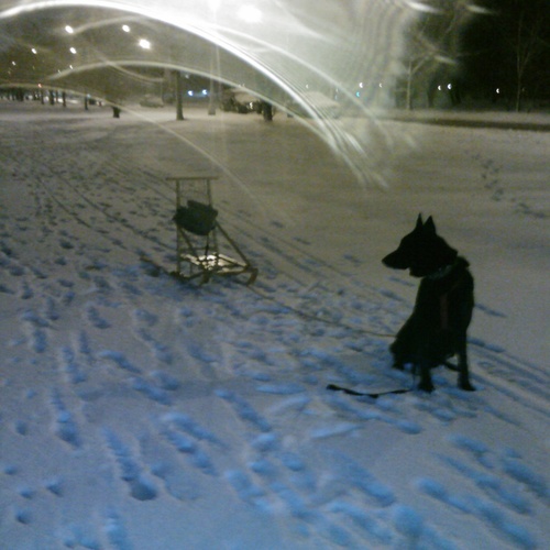 mush sled bucketlist 187 mush a sled official list mush sled bucketlist 187 mush a sled official list