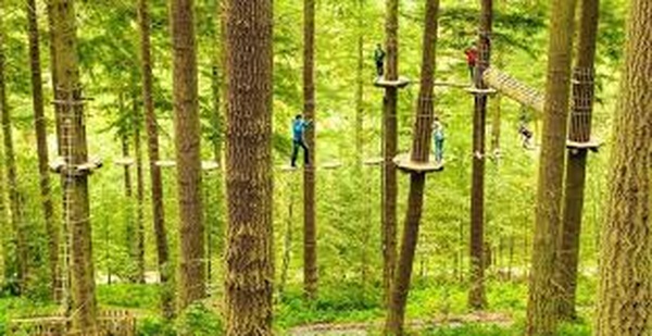 Do Go-ape - Bucket List Ideas