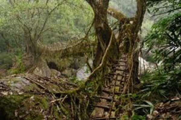 Cross a Live root Bridge in India - Bucket List Ideas