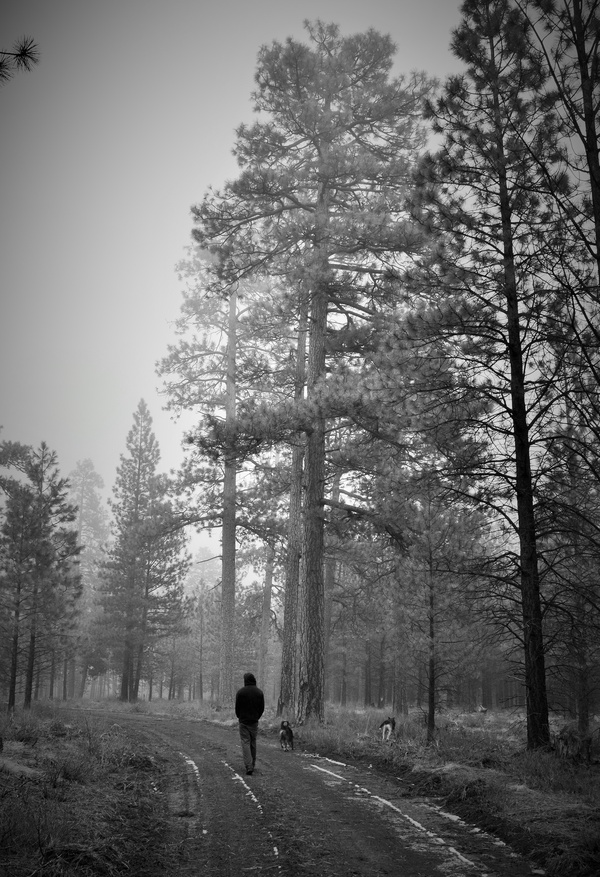 Go on an early morning forest walk - Bucket List Ideas