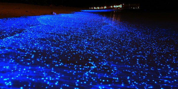 Swim in Bioluminescent water - Bucket List Ideas