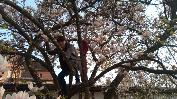 Climb a tree - Bucket List Ideas