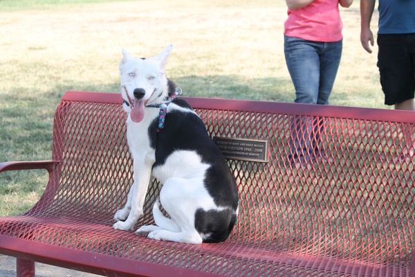 Own a husky - Bucket List Ideas